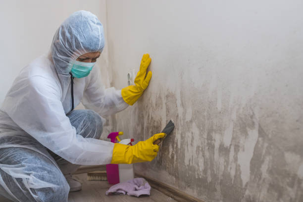 Best Black Mold Remediation in Roseau, MN