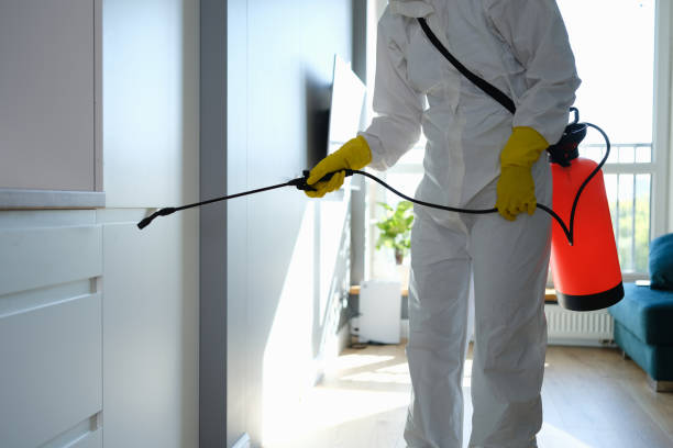 Best Basement Mold Remediation in Roseau, MN