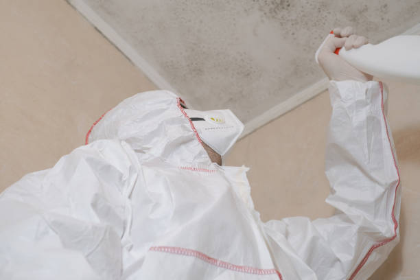 Best Insurance-Related Mold Remediation in Roseau, MN