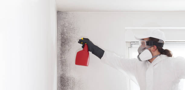 Best White Mold Remediation in Roseau, MN