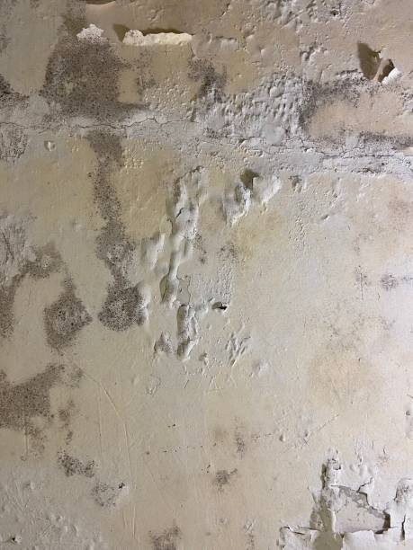 Best Commercial Mold Remediation in Roseau, MN