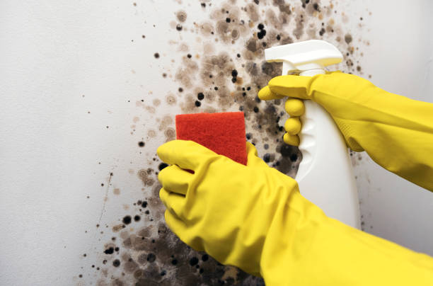 Best Bathroom Mold Remediation in Roseau, MN