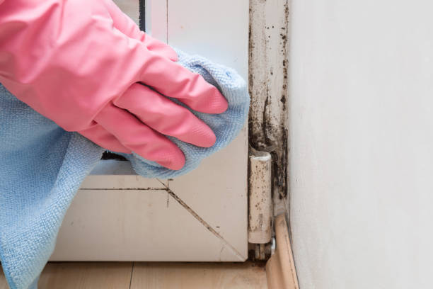 Best Attic Mold Remediation in Roseau, MN