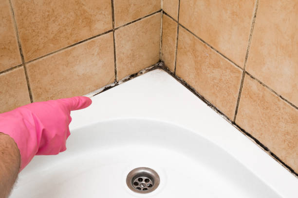 Best Residential Mold Remediation in Roseau, MN