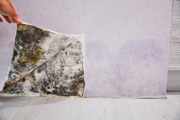 Best Health and Safety Mold Remediation in Roseau, MN
